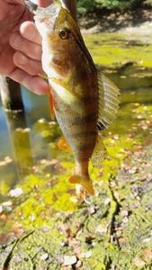 European Perch