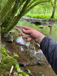 Brown Trout