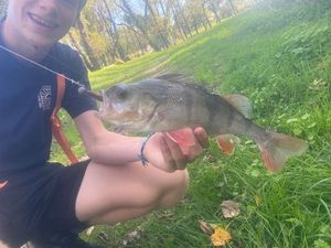 European Perch