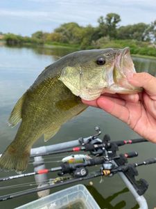 Largemouth Bass