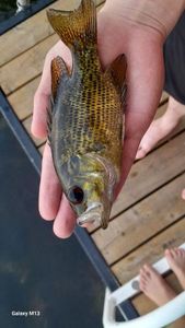 Smallmouth Bass