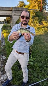 European Perch