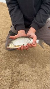 Common Bream