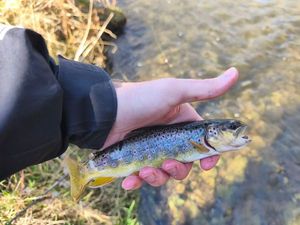 Brown Trout