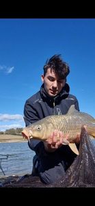 Common Carp