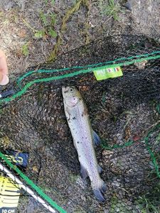 Rainbow Trout