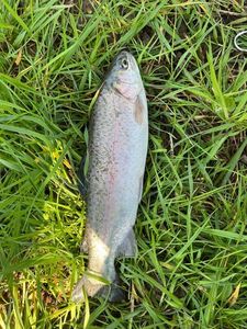 Rainbow Trout