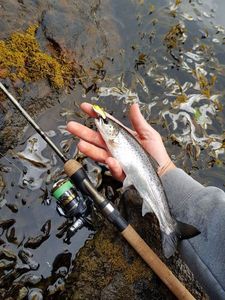 Atlantic Salmon