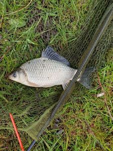 Crucian Carp