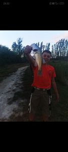 Largemouth Bass