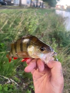 European Perch