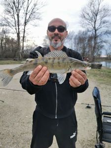 Zander