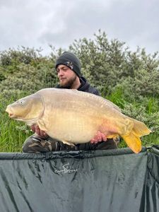 Mirror Carp