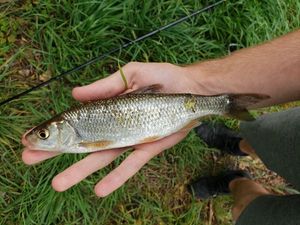 Common Dace