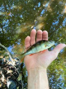 European Perch