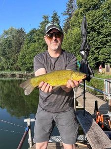 Tench