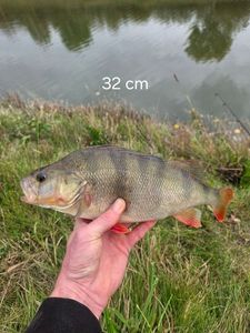 European Perch
