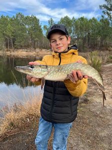Northern Pike