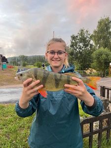 European Perch
