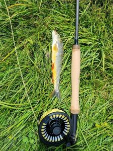 Arctic Char