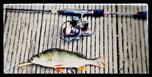 European Perch