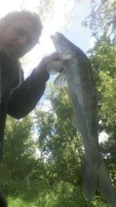 Zander