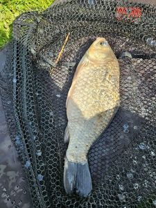 Crucian Carp