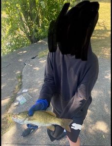 Largemouth Bass