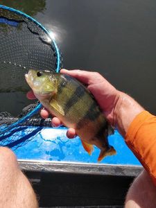 European Perch