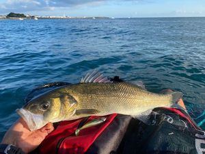 European Bass (Seabass)