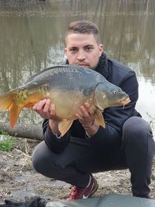 Mirror Carp