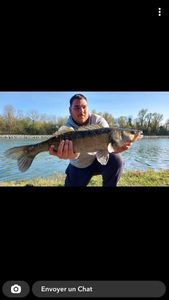 Zander