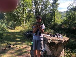 Common Carp