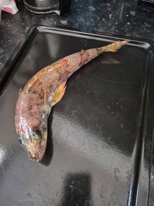 Mediterranean Flagfin