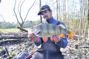 European Perch
