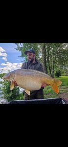 Mirror Carp