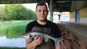 Zander