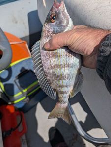 Black Seabream