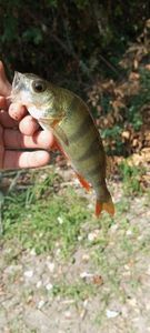 European Perch