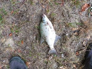 Common Bream