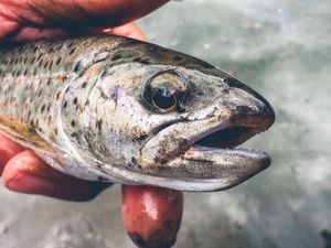 Brown Trout
