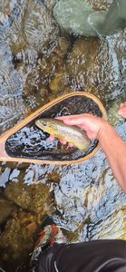 Rainbow Trout