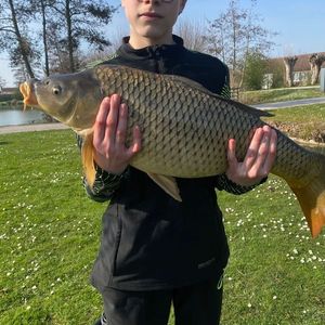 Common Carp