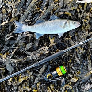 European Bass (Seabass)