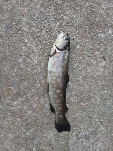 Brown Trout