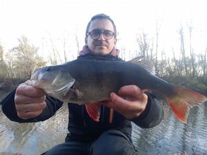 European Perch