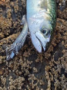 Mackerel