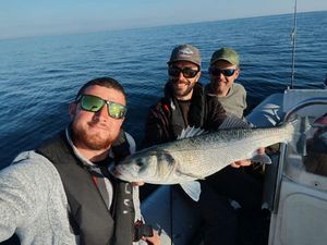 European Bass (Seabass)