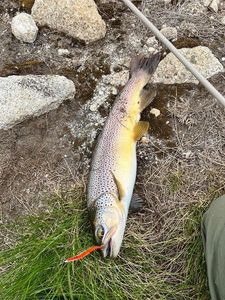 Brown Trout