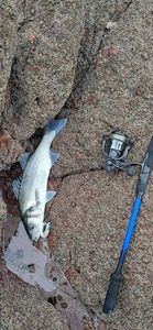 European Bass (Seabass)